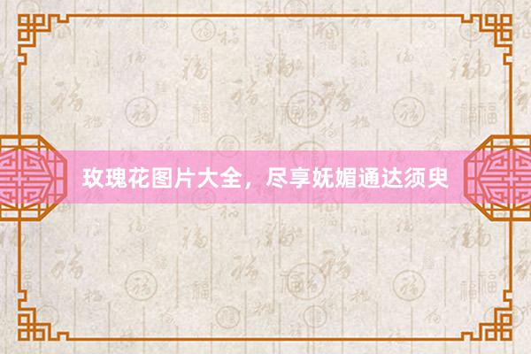 玫瑰花图片大全，尽享妩媚通达须臾