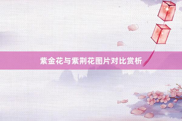 紫金花与紫荆花图片对比赏析