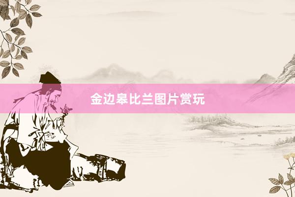 金边皋比兰图片赏玩