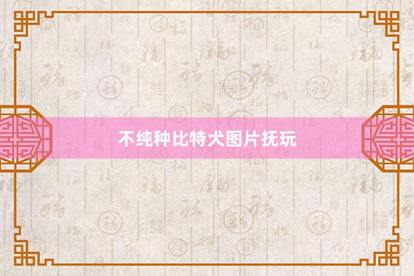 不纯种比特犬图片抚玩